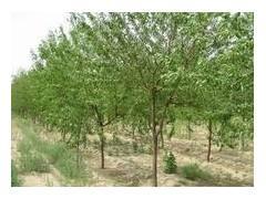 【京桃苗木批發(fā)/本溪山誠(chéng)苗木】京桃苗木批發(fā)/本溪山誠(chéng)苗木批發(fā)價(jià)格,廠家,圖片,本溪山誠(chéng)苗木 -企業(yè)庫(kù)網(wǎng)
