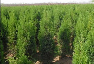 油松價格 油松批發(fā) 油松廠家 258.com企業(yè)服務(wù)平臺