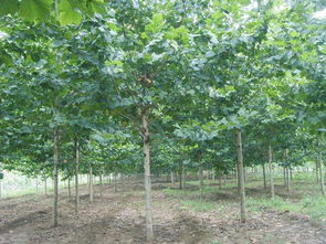 全冠速生法桐 法桐 10公分法桐價格 12公分速生法桐 15公分法桐基地 山東 ...