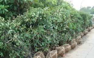 供應石楠球.苗木手機13865993931_農副產品_世界工廠網中國產品信息庫