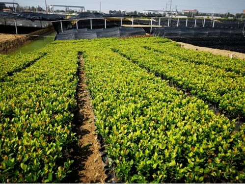 這個3萬畝的花木之鄉,畝均年產值竟達10萬元