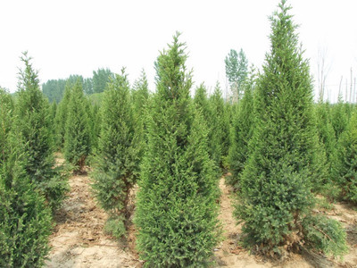 ===定州市苗木花卉基地==