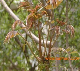 泰安香椿苗 大鵬紅油香椿苗基地 紅香椿,泰安香椿苗 大鵬紅油香椿苗基地 紅香椿生產(chǎn)廠家,泰安香椿苗 大鵬紅油香椿苗基地 紅香椿價(jià)格