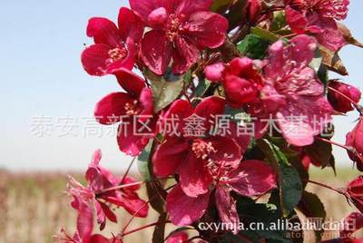 【批發(fā)西府海棠小苗北美海棠苗廠家直銷北美海棠綠化苗木】泰安高新區(qū)誠(chéng)鑫源苗木基地 - 產(chǎn)品庫(kù)