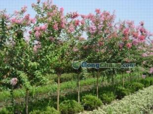 供應咨詢優(yōu)質紫薇 前來參觀5cm紫薇苗木 紫薇基地信息 1391_農副產品_世界工廠網中國產品信息庫