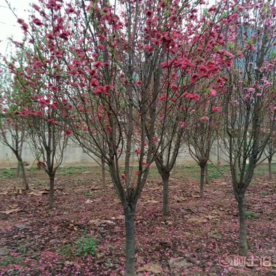 【誠信經營海棠苗廠家木瓜海棠的價格】泰安高新區(qū)旺運苗木中心 - 產品庫