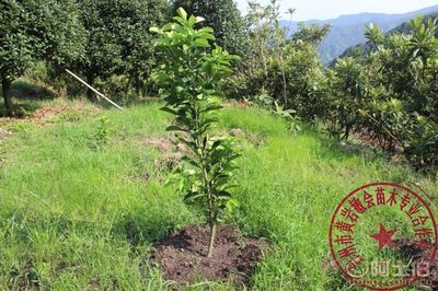 【2年嫁接玉環(huán)文旦柚子樹(shù)苗廠家直銷(xiāo)專業(yè)培育保質(zhì)量敏會(huì)苗木】臺(tái)州市黃巖敏會(huì)苗木專業(yè)合作社 - 產(chǎn)品庫(kù)