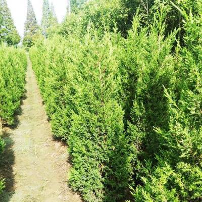 銷(xiāo)售信息 30公分側(cè)柏 側(cè)柏小苗 帥陽(yáng)苗木 實(shí)地價(jià)格查詢