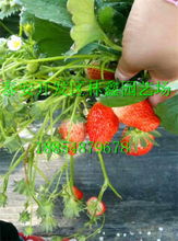 長(zhǎng)春市 九九草莓苗 新聞 廠家資訊電話