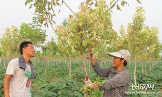 博野 苗木產(chǎn)業(yè)年產(chǎn)值超5億 帶動(dòng)5萬(wàn)戶村民增收致富