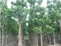 綠化苗木價格_綠化苗木價格相關信息_綠化苗木價格_一比多產品庫