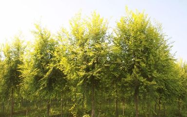 2018年苗木怎么種?