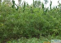 河北泊頭大量供各種棗樹. 13513036619[供應]_綠化苗木_世界工廠網(wǎng)中國產(chǎn)品信息庫