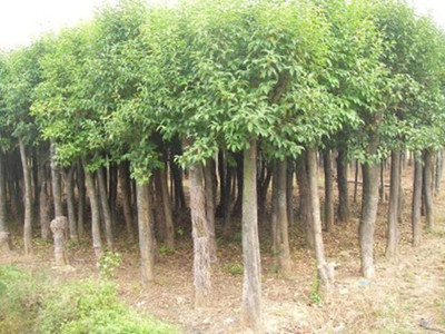 大葉女真價(jià)格價(jià)格_規(guī)格齊全的大葉女貞苗木批發(fā)直銷 農(nóng)戶價(jià)格_湖南長沙市大葉女真.