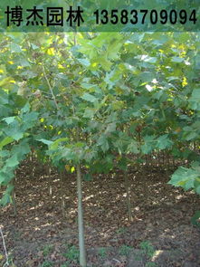 2公分法桐小苗河北唐山法桐樹價(jià)格