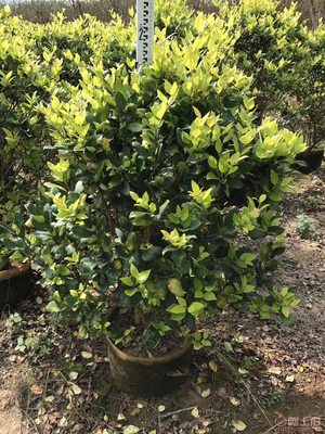 【興輝園藝場直銷金森女貞袋苗、園林綠化、農(nóng)戶種植】綠化苗木,價(jià)格,廠家,供應(yīng)商,花木,龍海市東泗興輝園藝場 - 產(chǎn)品庫