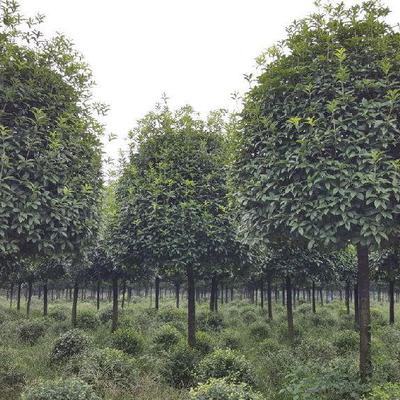 溫江錦藝供應(yīng)yu-787成都桂花成都桂花價(jià)格成都高桿桂花成都高桿桂花基地圖片_高清圖_細(xì)節(jié)圖-溫江錦藝苗木園藝場