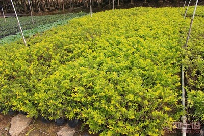 【黃金葉種植基地、基地直銷、質優價廉】綠化苗木,價格,廠家,供應商,花木,龍海市東泗興輝園藝場 - 產品庫