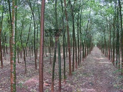 耐寒苗木、北欒、垂柳、旱柳、國槐圖片