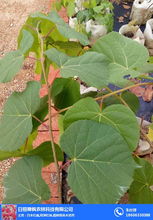 濟南歐洲椴樹苗 舜楓農林 推薦商家 歐洲椴樹苗采購高清圖片 高清大圖