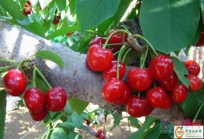 供應(yīng)大櫻桃樹苗產(chǎn)品 批發(fā)營(yíng)口大櫻桃苗木 大量銷售熊岳櫻桃樹產(chǎn)品|遼寧生產(chǎn)美早紅燈櫻桃苗(圖)_供應(yīng)大櫻桃樹苗產(chǎn)品 批發(fā)營(yíng)口大櫻桃苗木 大量銷售熊岳櫻桃樹產(chǎn)品|遼寧生產(chǎn)美早紅燈櫻桃苗(圖)價(jià)格_供應(yīng)大櫻桃樹苗產(chǎn)品 批發(fā)營(yíng)口大櫻桃苗木 大量銷售熊岳櫻桃樹產(chǎn)品|遼寧生產(chǎn)美早紅燈櫻桃苗(圖)廠家-勤加緣網(wǎng)【遼寧熊岳樹苗繁育基地15841757950】