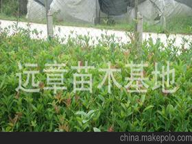 桂花樹苗供應(yīng)商,價(jià)格,桂花樹苗批發(fā)市場(chǎng) 