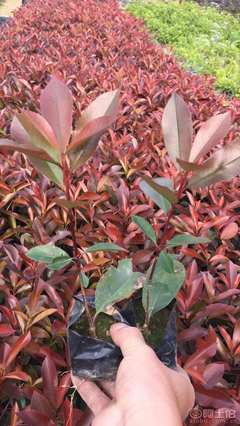 【紅葉石楠袋苗優(yōu)質(zhì)批發(fā)、量大優(yōu)惠】綠化苗木,價(jià)格,廠家,供應(yīng)商,花木,龍海市東泗興輝園藝場(chǎng) - 產(chǎn)品庫(kù)