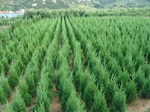 售小葉黃楊球價格.江蘇小葉黃楊球苗木批售信息.黃楊銷價格及規格型號