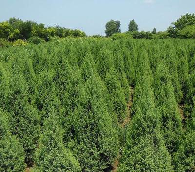 常年大量供應 塔快 金葉榆規格齊全-玉樹苗木