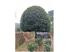 長沙市雨花區(qū)瑞達綠化苗木場產(chǎn)品展示