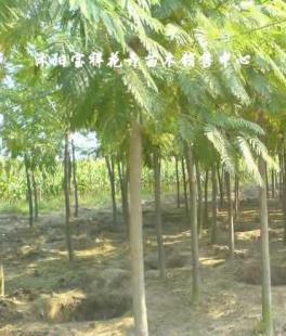 供應綠化苗木:低價出售各種合歡、銀杏、廣玉蘭等_農副產品_世界工廠網中國產品信息庫