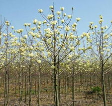 廣玉蘭,桂花,龍柏,紅端木等各種花木,苗木