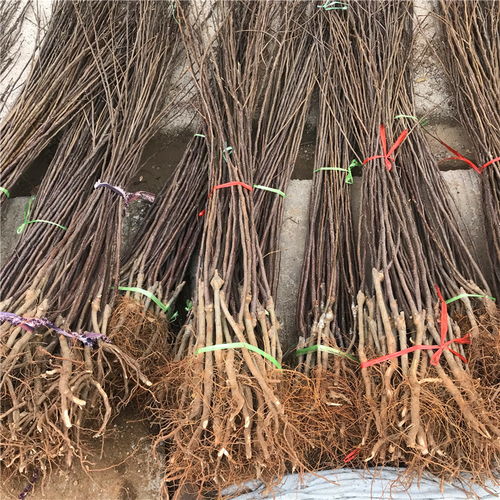 【短枝紅富士蘋果苗哪里批發(fā)、短枝紅富士蘋果苗價格】- 