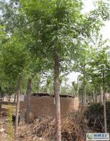 1公分白蠟,山東白蠟基地[供應]_綠化苗木_世界工廠網中國產品信息庫