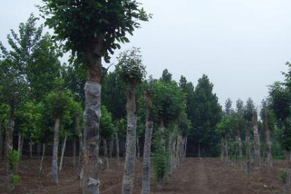 32 苗木咨詢熱線,服務(wù)態(tài)度好,專業(yè)水平高 