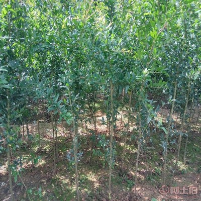 【高桿山楂苗畝產品種全的 山楂苗基地廠家供貨】泰安高新區旺運苗木中心 - 產品庫