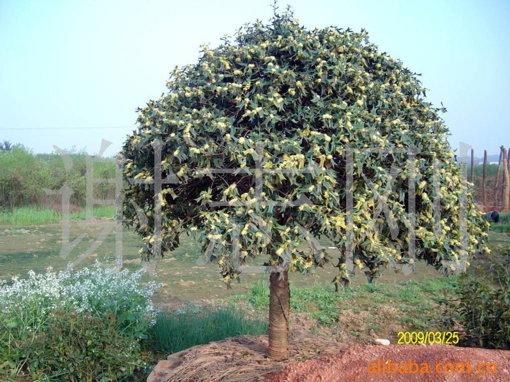 【綠化設計圖中的喬木與灌木之分】價格、產品供應,綠化設計圖中的喬木與灌木之分廠家批發-1024商務網