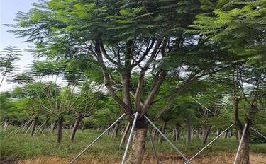 鳳凰木 園林綠化與林業(yè)種植的瑰寶