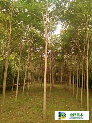 千頭椿苗木的南北種植熱土 遼寧、山西、山東及河北保定博野金澤基地