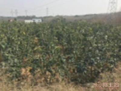 龍海市東泗興輝園藝場 優質香泡柚子苗木，量大價優，綠化佳選